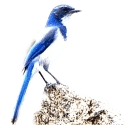 Bluejay