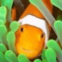 Clownfish for Skype