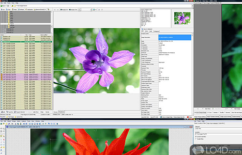 Screenshot of WildBit Viewer - View photos